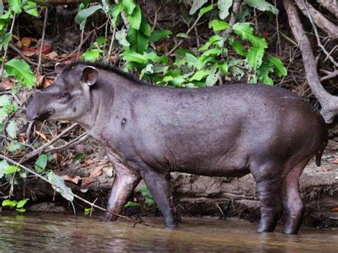 Fauna de la selva amazónica del ecuador – Selva Amazónica ...