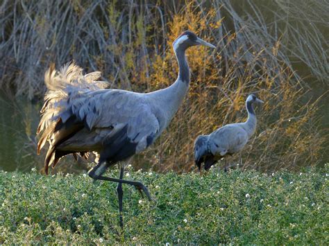 Fauna de los humedales y la estepa en la Península Ibérica | El Rincón ...