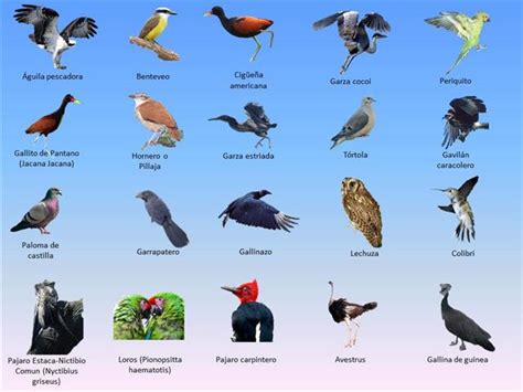 Fauna de Tosagua – Variedades de aves | Tosagua corazón de ...