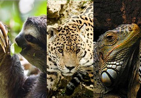 Fauna del Clima Tropical: 25 Animales Característicos