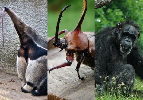 Fauna del Clima Tropical: 25 Animales Característicos ...