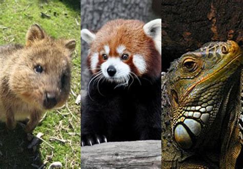 Fauna del Clima Tropical: 25 Animales Característicos