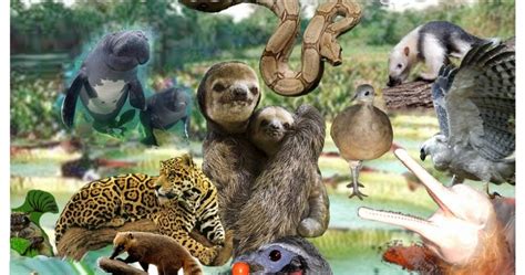 Fauna e Flora da Amazônia: Fauna e Flora da amazônia