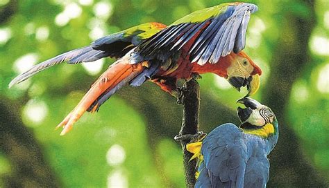 Fauna en Colombia, Animales, Geografía Colombiana, Educación
