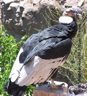 Fauna Patagonia: Cóndor Andino  Vultur Gryphus