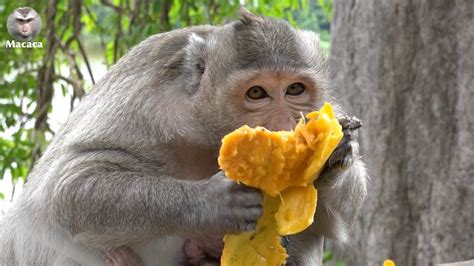Favorite fruits for monkeys   Yellow mango is the most ...