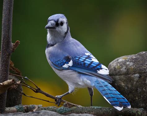 Feather Tailed Stories: Blue Jay