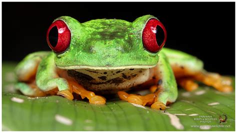 Featured species: Red eyed Tree Frog  Agalychnis callidryas