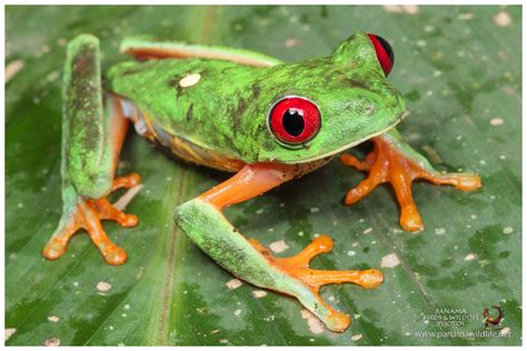 Featured species: Red eyed Tree Frog  Agalychnis callidryas