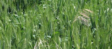 Fecha de siembra y dosis de abono en trigo | INNOVAGRI