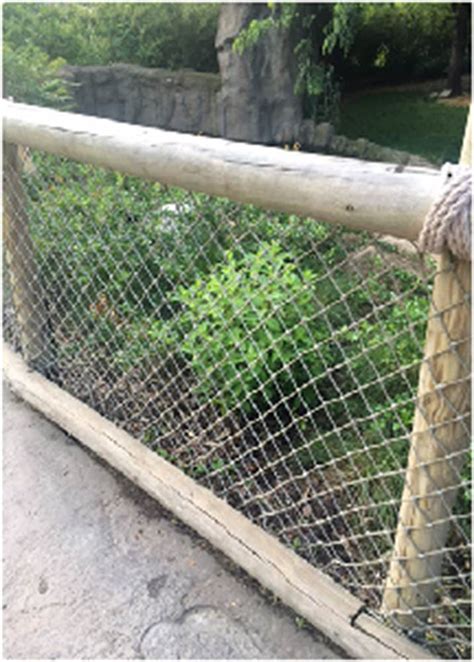Feds: Cincinnati Zoo Gorilla Barrier Failed to Meet ...