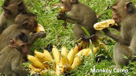 Feeding babies monkeys with banana, Baby monkey loves ...