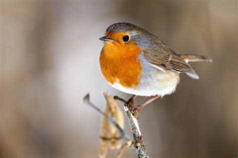 Feeding wild birds during the winter | Pets4Homes