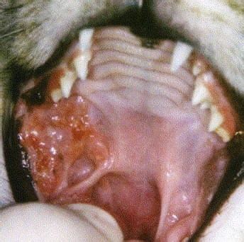 Feline Oral Squamous Cell Carcinoma Fact Sheet   Davies ...