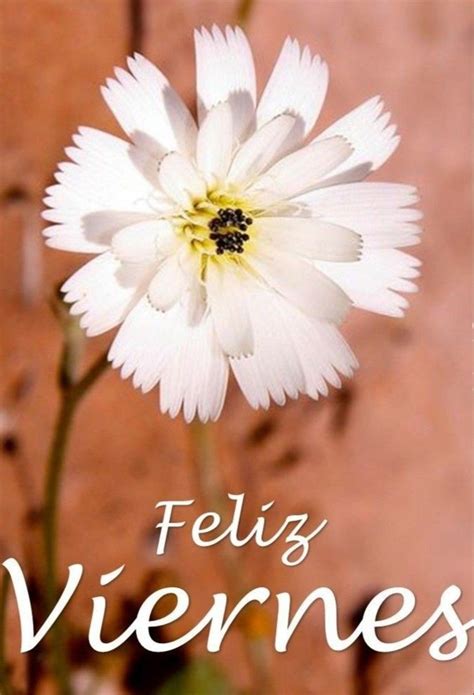 Feliz Viernes imágenes Pinterest 280   BonitasImagenes.net