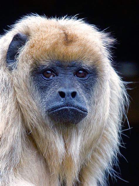 Female Black Howler Monkey   a photo on Flickriver