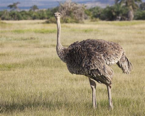 Female Common Ostrich, Amboseli_MG_1530 | kmg1635 | Flickr