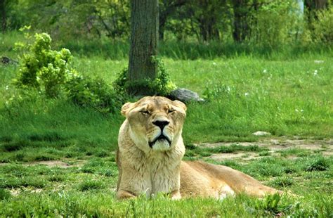 Female East African lion, Panthera leo melanochaita ...