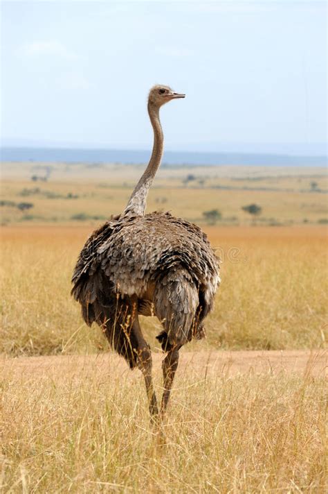 Female of African ostrich stock image. Image of natural ...