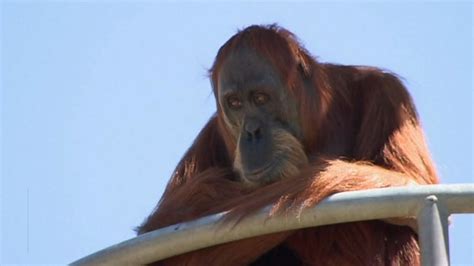 Female Orangutan Swings Into Record Books Video   ABC News