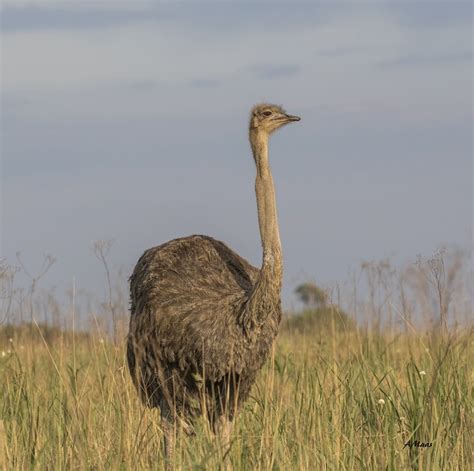 Female Ostrich 2 | Nature @ Home