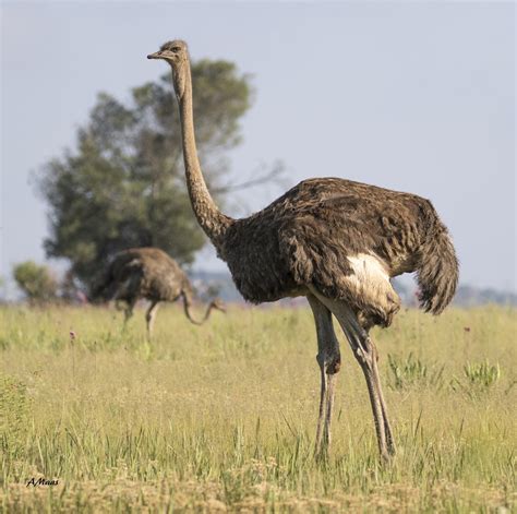 Female Ostrich 3 | Nature @ Home