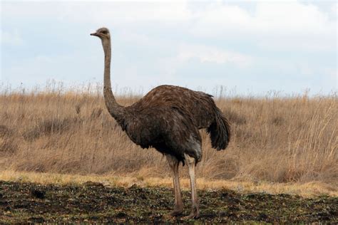 Female Ostrich Against The Sky Free Stock Photo   Public ...