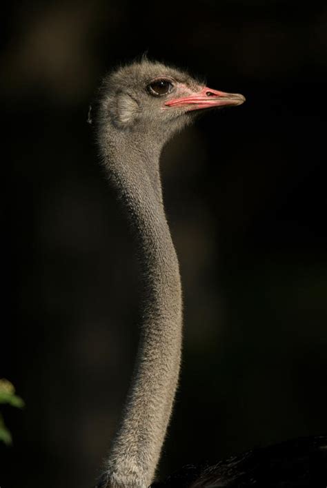 Female Ostrich At The Omaha Zoo Photograph by Joel Sartore