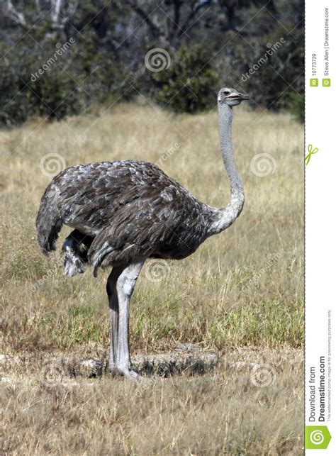 Female Ostrich   Botswana Royalty Free Stock Images ...
