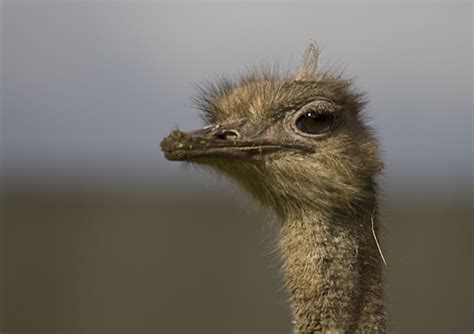 Female ostrich | Chalto! | Flickr
