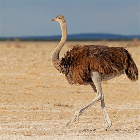 Female ostrich in desert landscape   License, download or ...