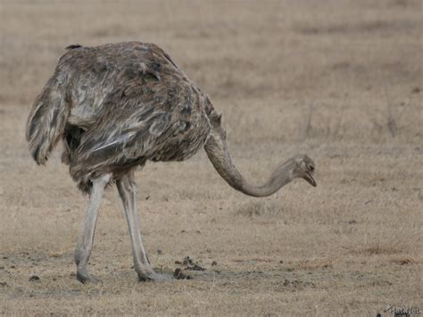 female ostrich, ostrich : Story of Africa