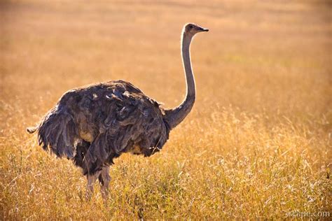 Female ostrich Photograph   Landscape & Travel Photography ...