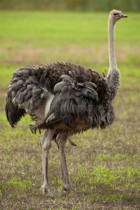 Female Ostrich stock image. Image of african, conservation ...