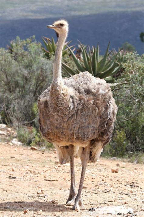Female Ostrich stock image. Image of karoo, fowl ...