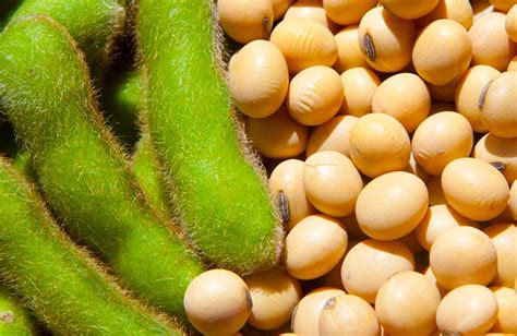 Fenalce presentó cuatro nuevas variedades de semillas de soya