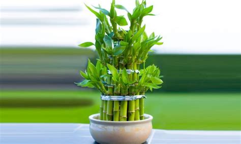 Feng Shui 7 Plantas para Activar la Riqueza | TAROT DE MARÍA | Bambú de ...
