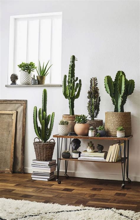 Feng Shui Living Room Placement | Cactus decor, Plant decor indoor ...