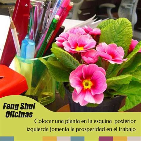 Feng Shui plantas en el trabajo | In Feng Shui | Como decorar una ...