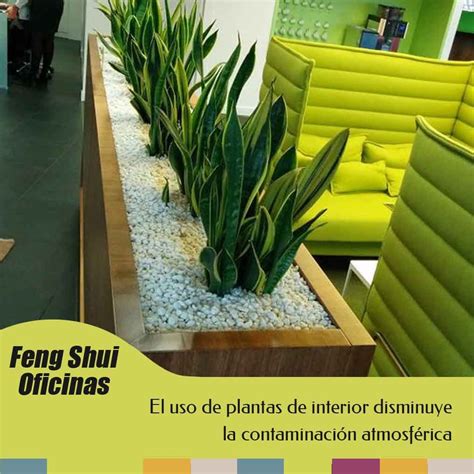 Feng Shui plantas en el trabajo | In Feng Shui | Plantas para oficina ...