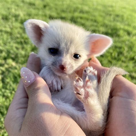 Fennec Fox For Sale| Exotic Animals For Sale |10% Off
