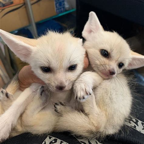 Fennec Fox for sale, Exotic animals, for Sale, Price