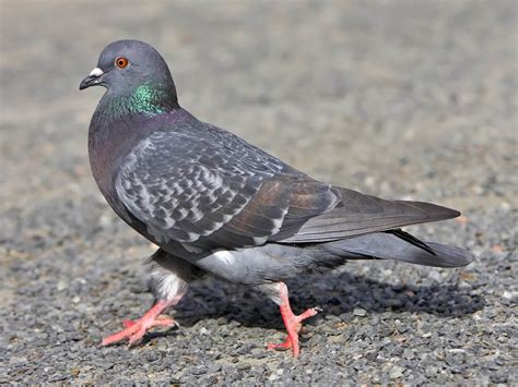 Feral Pigeon, Columba livia domestica   Birds   NatureGate
