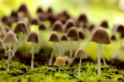Fernando Ortiz Fotografía: Fotos Reino Fungi