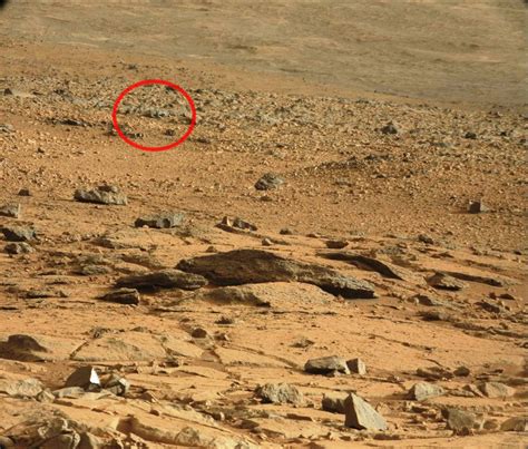 Ferret photographed on Mars by Curiosity   Feb 27, 2013