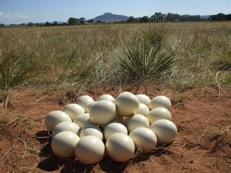 Fertile Ostrich Eggs Buy fertile ostrich eggs for best ...