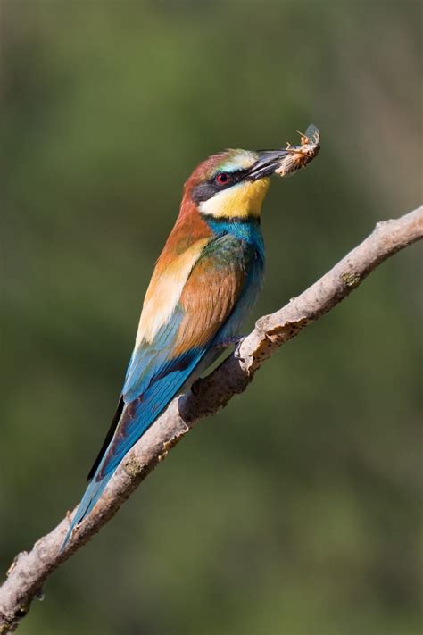 Ficha 020 – Abejaruco  Merops apiaster  – Guía de Aves que ...