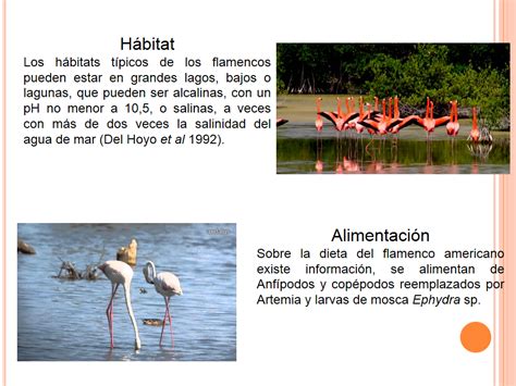 Ficha de dos Especies [Parte dos]: Flamenco Rosado — Steemit