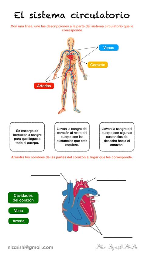 Ficha de El Sistema Circulatorio