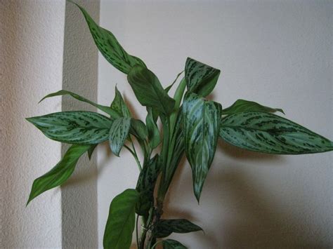 Ficha de la aglaonema | Plantas